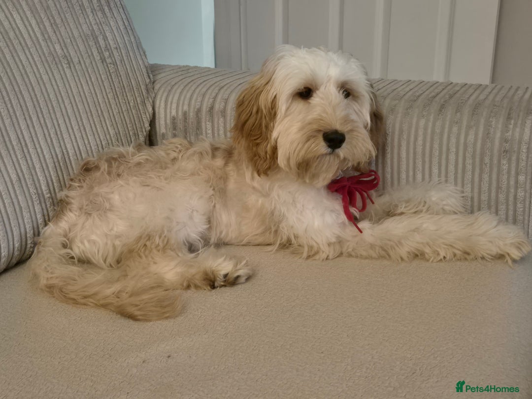 Cavapoo dogs for sale: 6 months old cavapoo girl for sale - Image 2