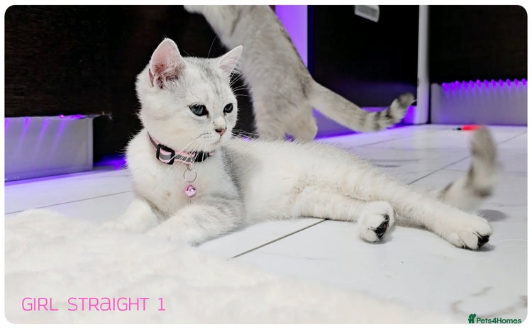 Scottish Fold cats - Advert 8