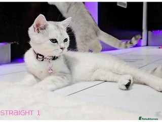 Scottish Fold cats - Advert 2