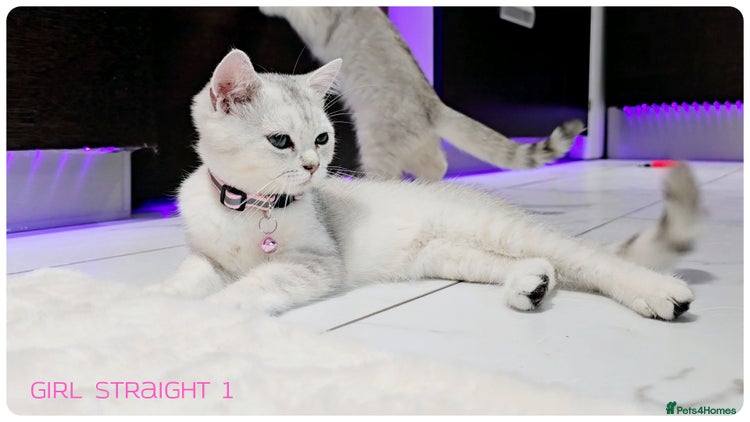 Scottish Fold cats - Advert 1