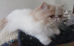 Persian cats for sale: Adorable Pedigree Persian Female Available Now - Image 18