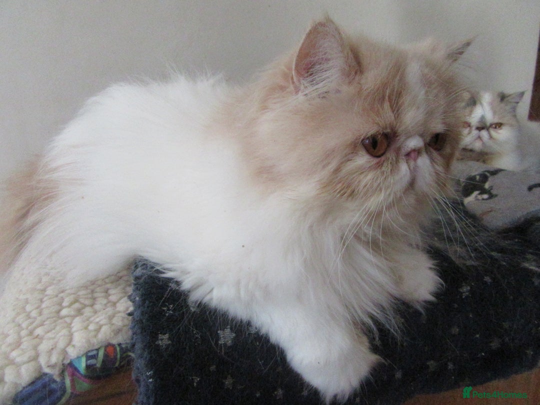 Persian cats for sale: Adorable Pedigree Persian Female Available Now - Image 18