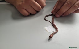 Corn Snake reptiles for sale: 6 week old baby corn snakes - Image 21