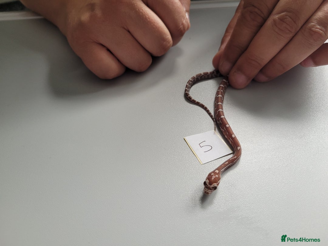 Corn Snake reptiles for sale: 6 week old baby corn snakes - Image 21