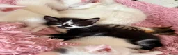Turkish Angora cats for sale: Four Adorable Kittens!  - Advert 9