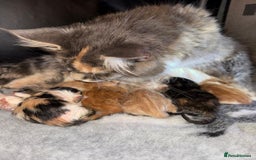Maine Coon cats for sale: Gorgeous mainecoons XL  - Image 3