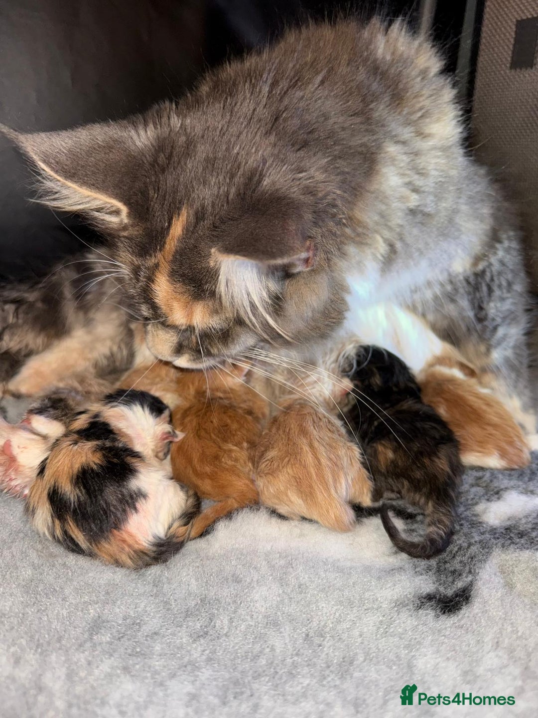 Maine Coon cats for sale: Gorgeous mainecoons XL  - Image 3