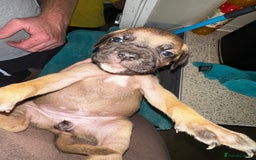 Mixed Breed dogs for sale: Cane corso X staff - Image 17