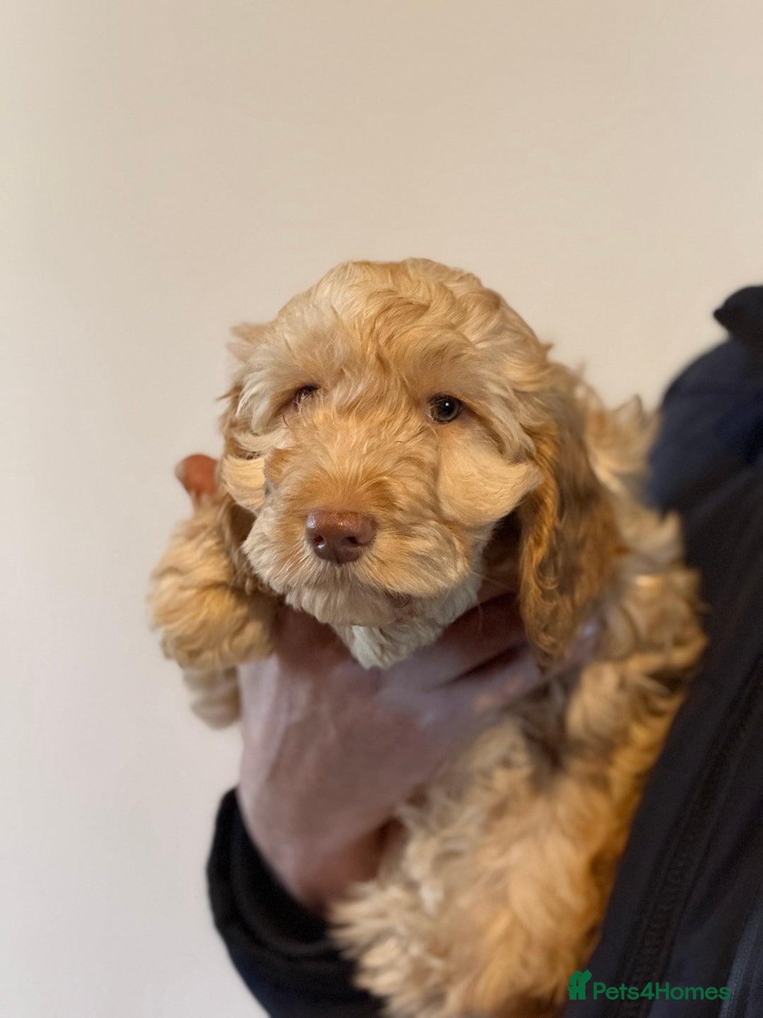 Cockapoo dogs for sale: F1 standard Cockapoo’s  - Advert 18