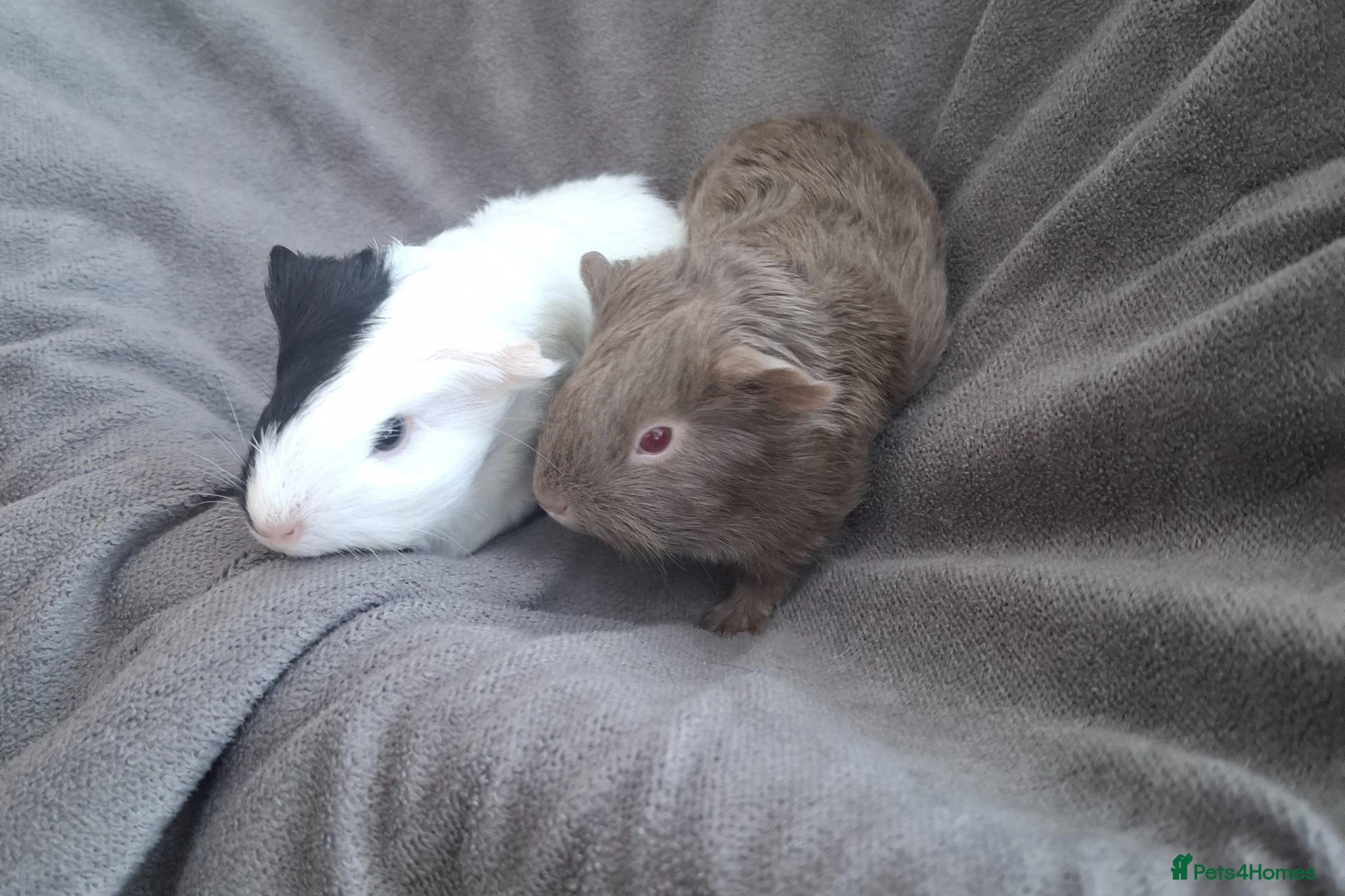 Guinea Pig rodents Bonded pair of female guinea pigs  - Advert 8