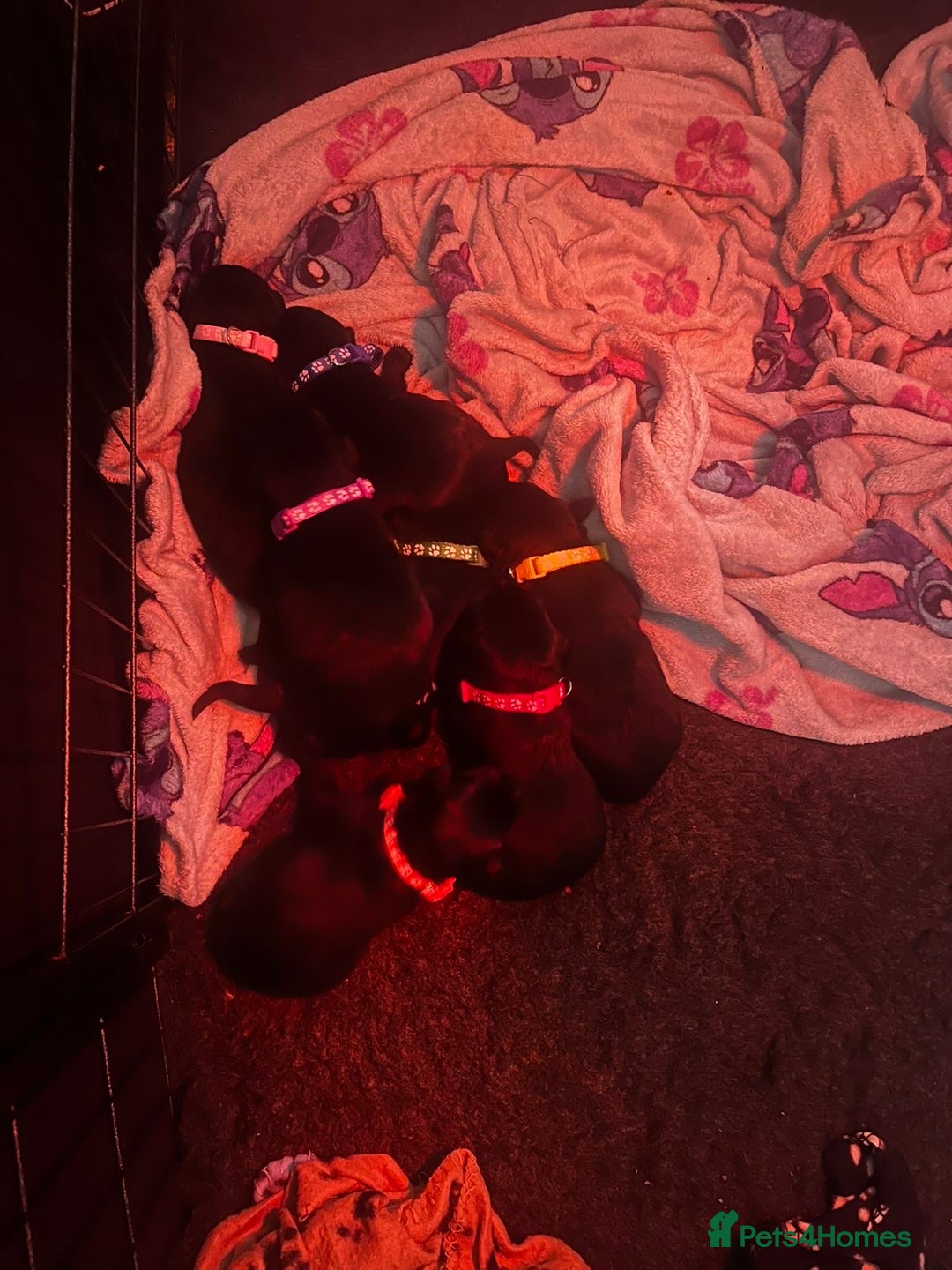 Labrador Retriever dogs for sale: Gorgeous chunky black lab pups🖤 - Advert 10