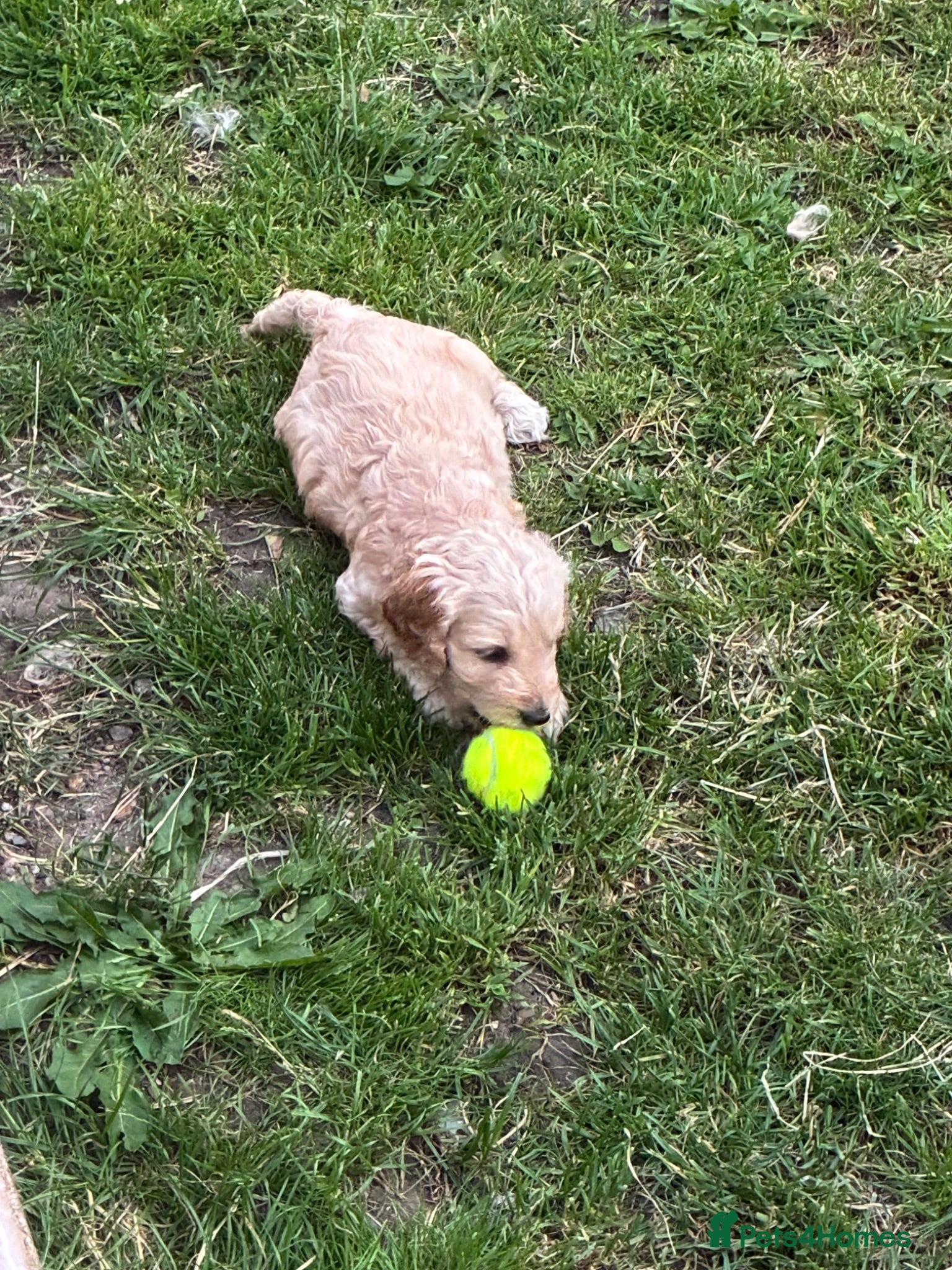 Cockapoo dogs 6 Gorgeous F1 Cockapoo puppies!!  - Advert 1