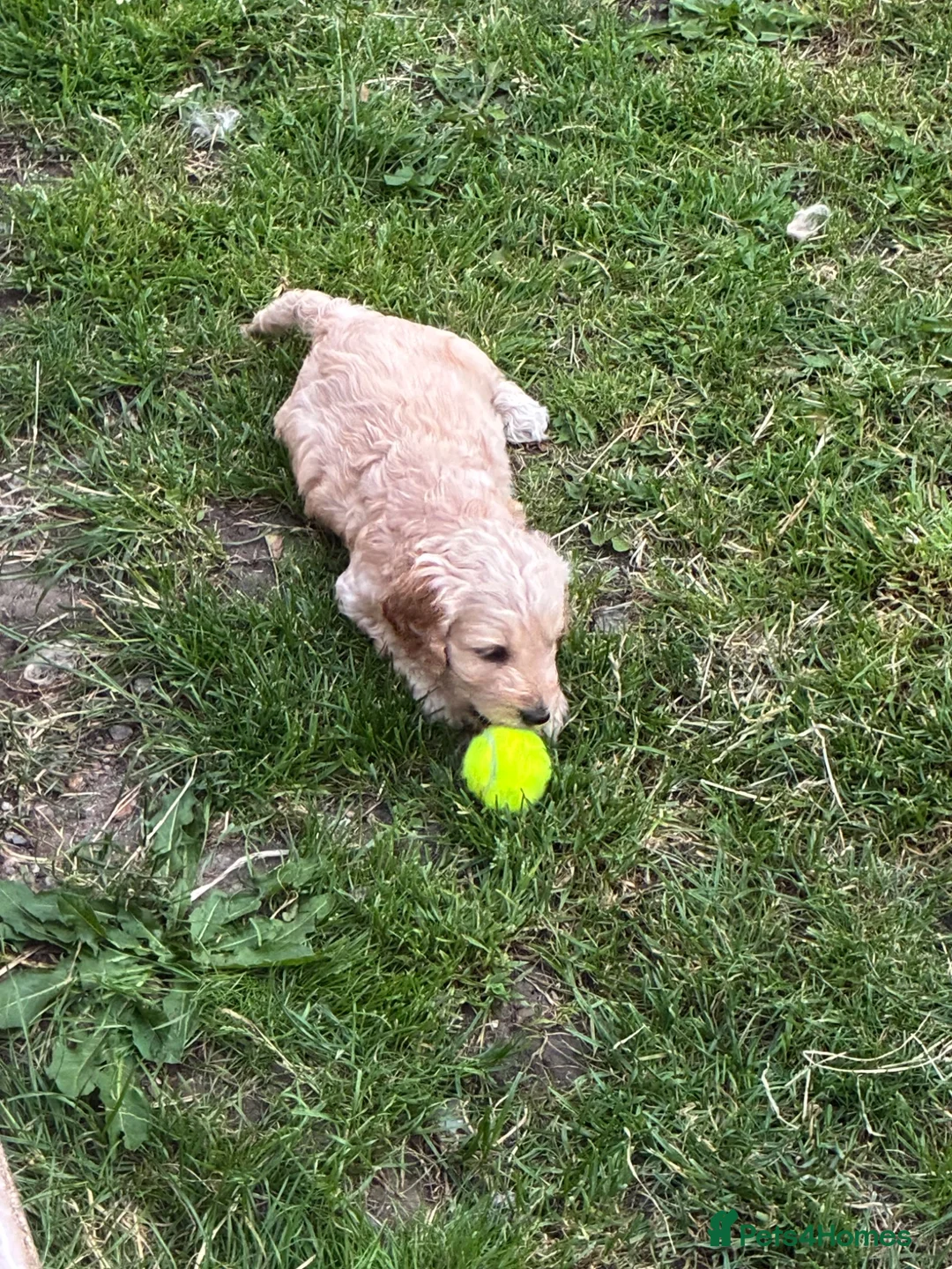 Cockapoo dogs for sale: 6 Gorgeous F1 Cockapoo puppies!!  - Advert 1