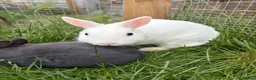 Netherland Dwarf rabbits for sale: Pure Netherland dwarf   - Advert 3