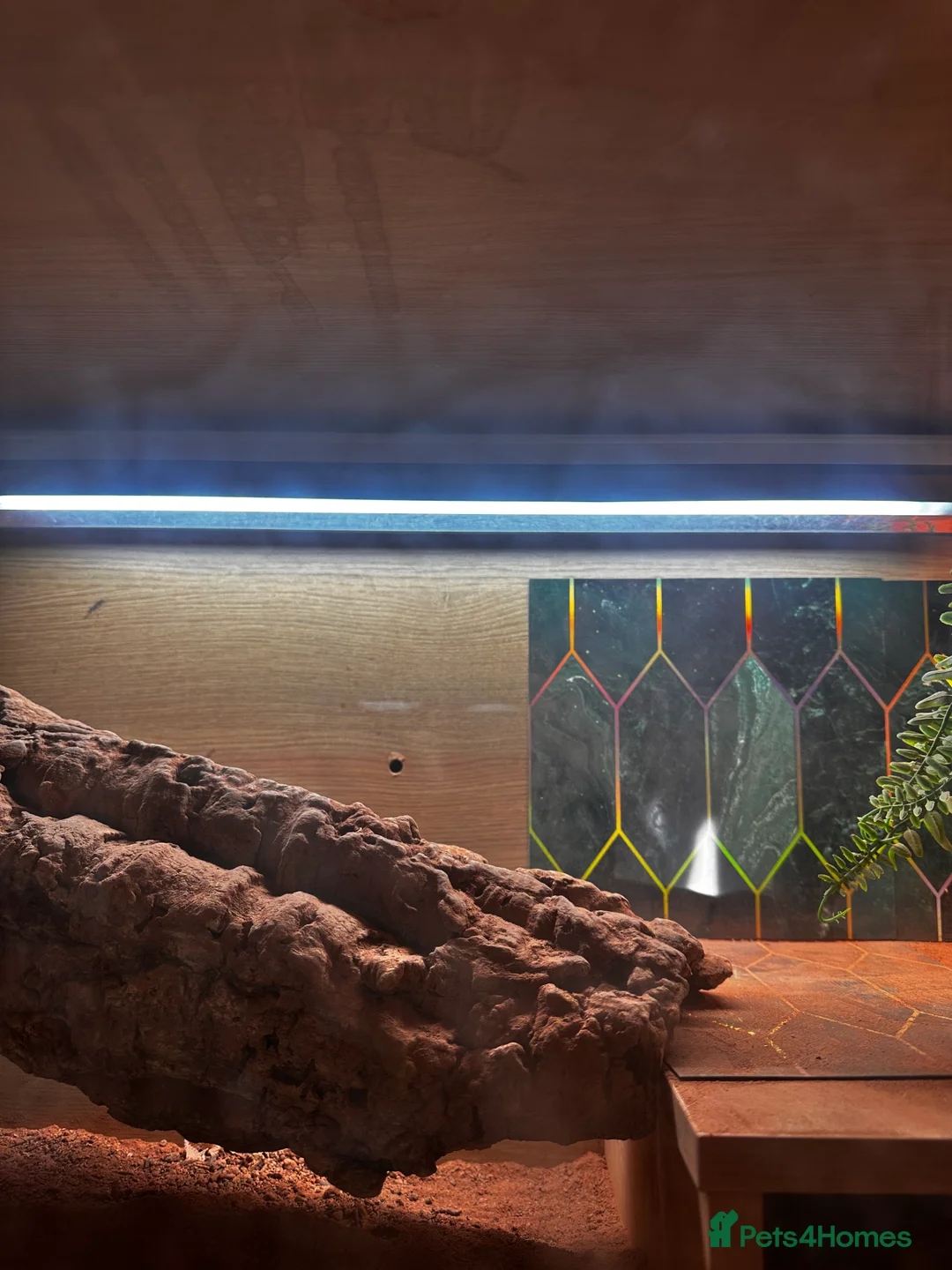 Bearded Dragon reptiles for sale: Bearded dragon (2 years old) - Advert 6