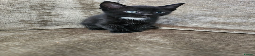 Mixed Breed Kitten 2