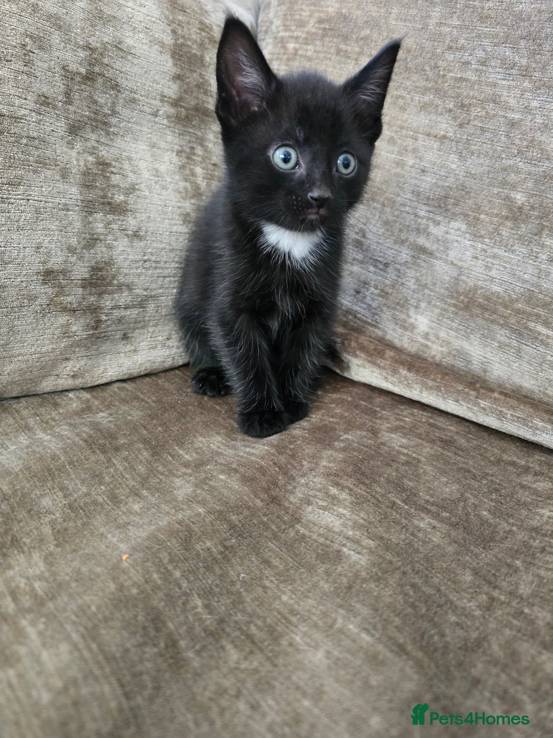 Mixed Breed cats for sale:  beautiful kitten looking for his forever home - Image 26