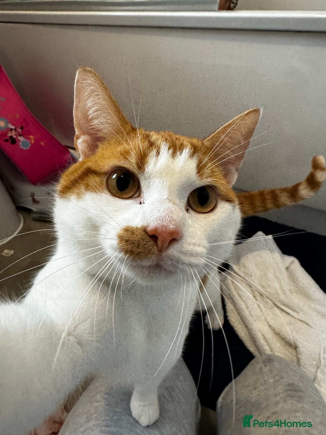 British Shorthair cats for sale: 2 year old Brother & Sister - Advert 7