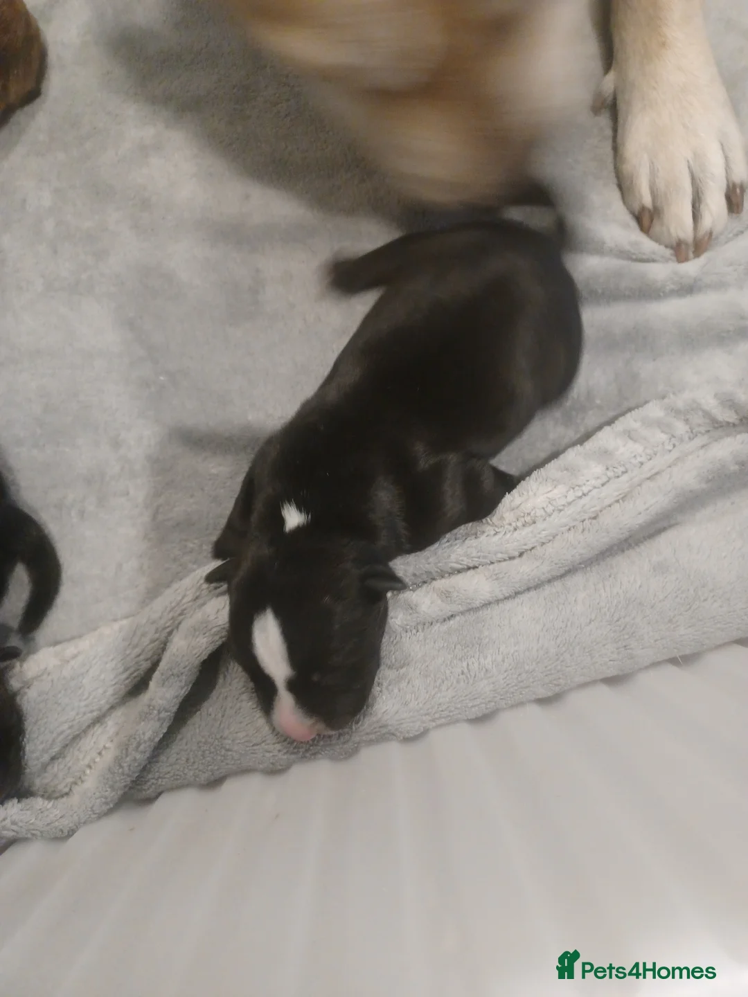 Mixed Breed dogs for sale: Bear coat Shar pei x Staffordshire pups - Advert 8