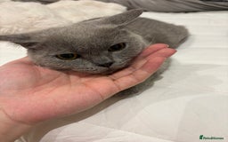 British Shorthair cats for sale: 3 months old Blue BHS kitten - Advert 8