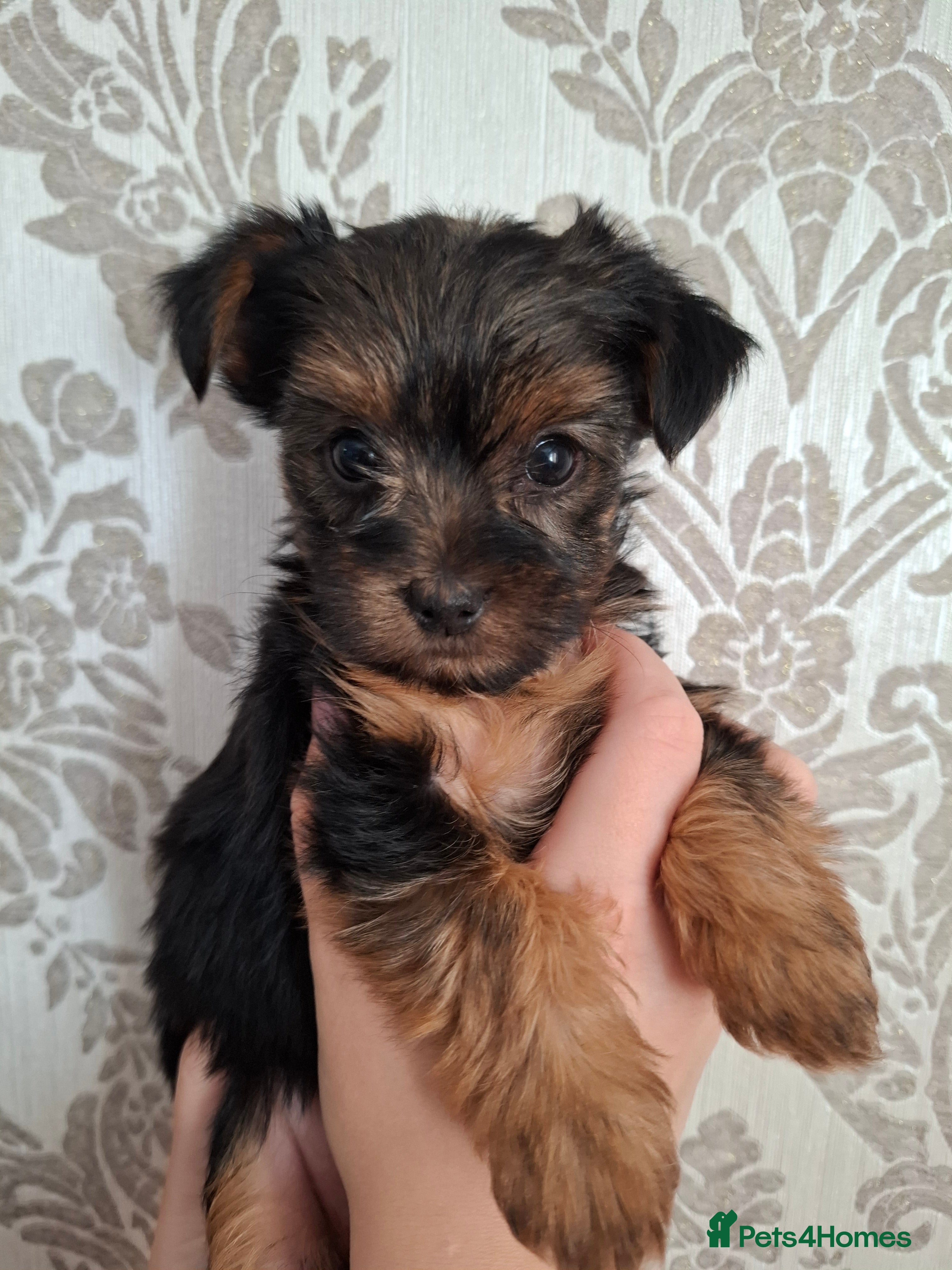 Yorkshire Terrier dogs Charming Yorkshire Terrier Puppies - Advert 2