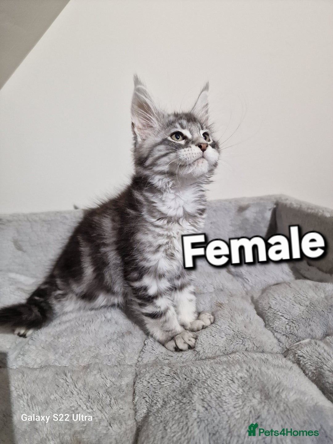 Maine Coon cats for sale: 💥Pure Maine coon😻 - Advert 17