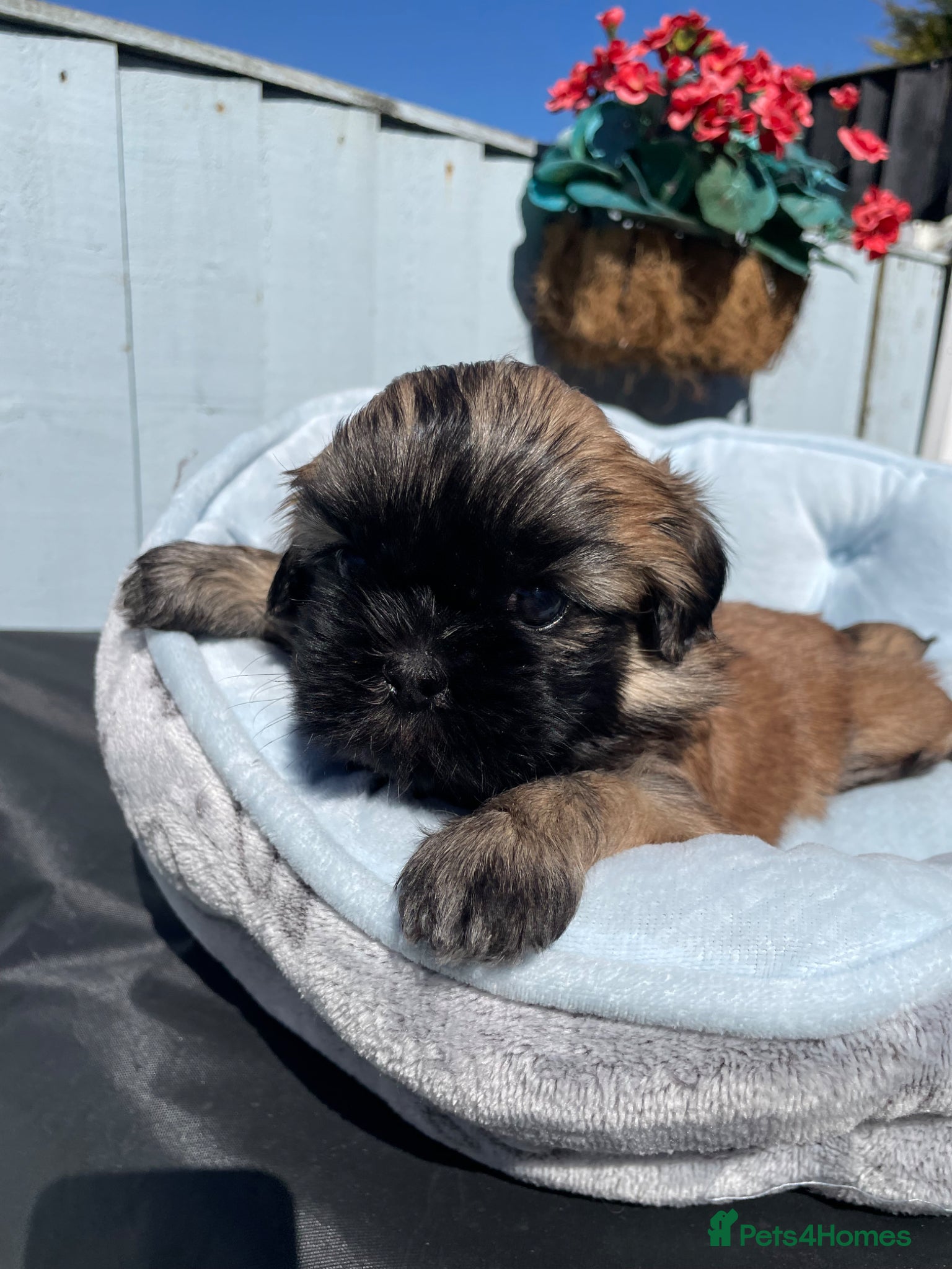 Shih Tzu dogs KC reg standard shihtzu - Advert 1
