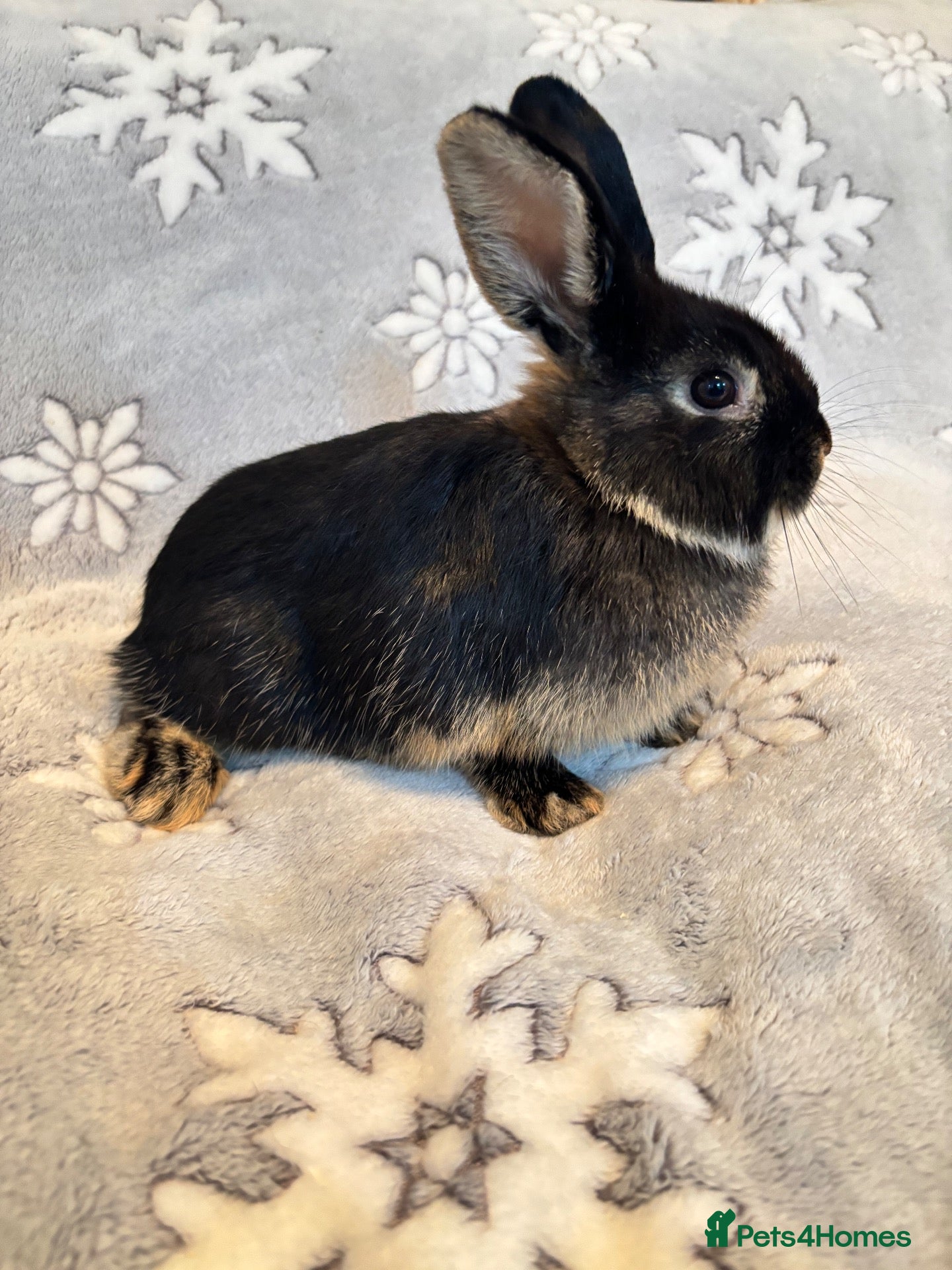 Mixed Breed rabbits 3 mini lop cross 2 female 1 male - Advert 1