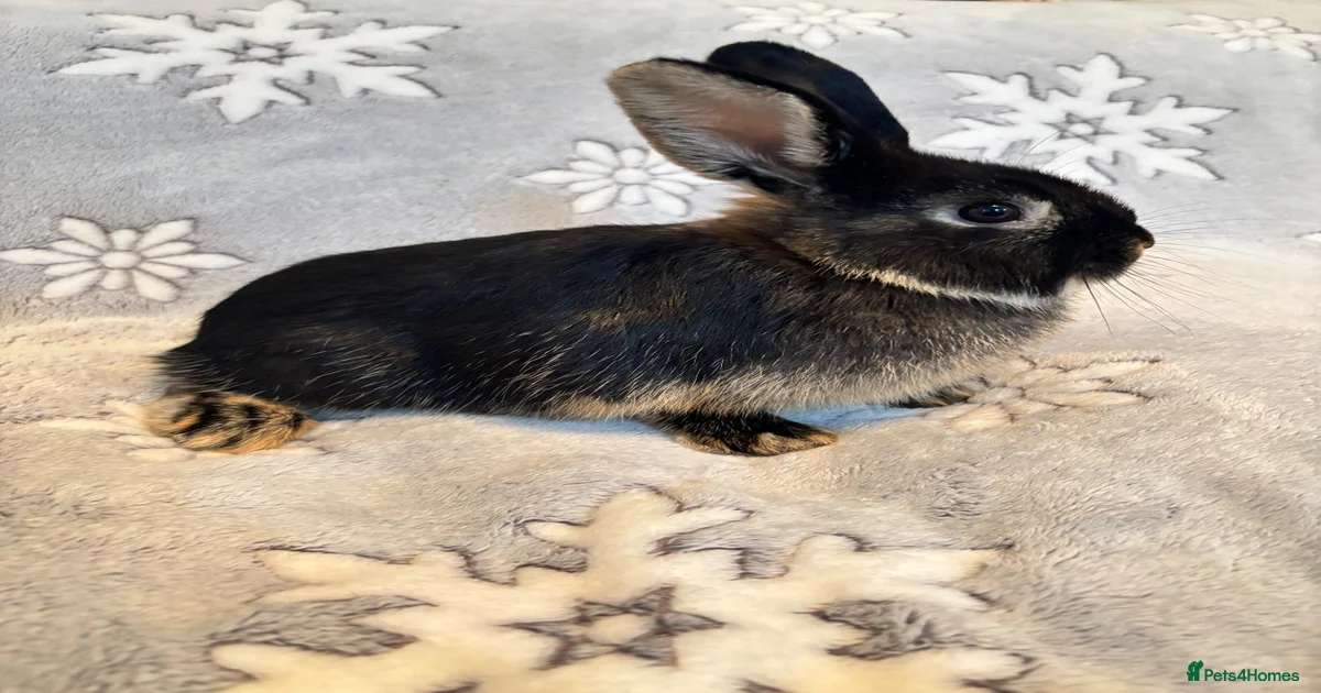 Rabbits for Sale for sale in West Midlands | Pets4Homes