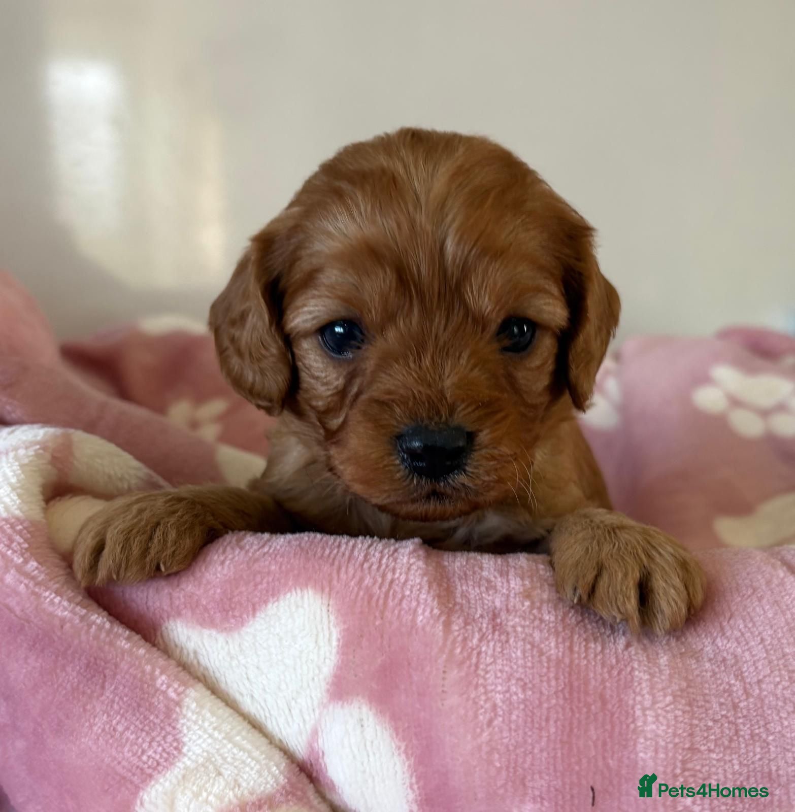 Cavapoo dogs Beautiful f1 cavapoo puppies - Advert 2