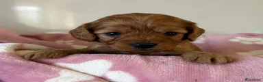 Cavapoo Puppy 5