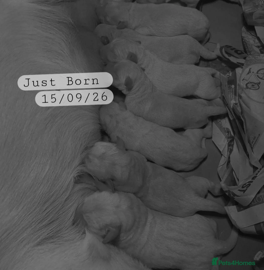 Labrador Retriever dogs for sale: KC REG HEALTH TESTED LABRADOR PUPPYS QUALITY LINES - Advert 2