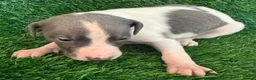 Whippet dogs for sale: ✨ EXCEPTIONAL PEDIGREE WHIPPETS  - Advert 25