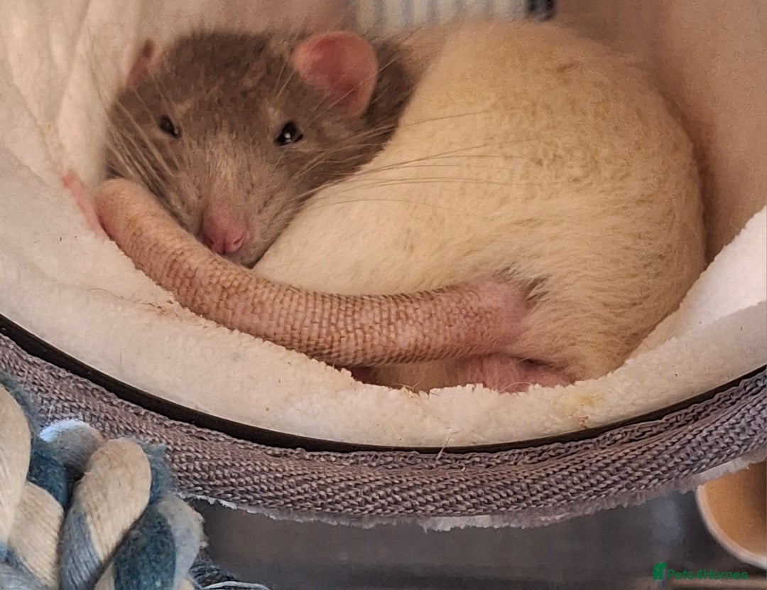 Rat rodents for sale: Male fancy rats - Advert 6