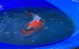 Koi Carp fish for sale: Koi fish - Image 5