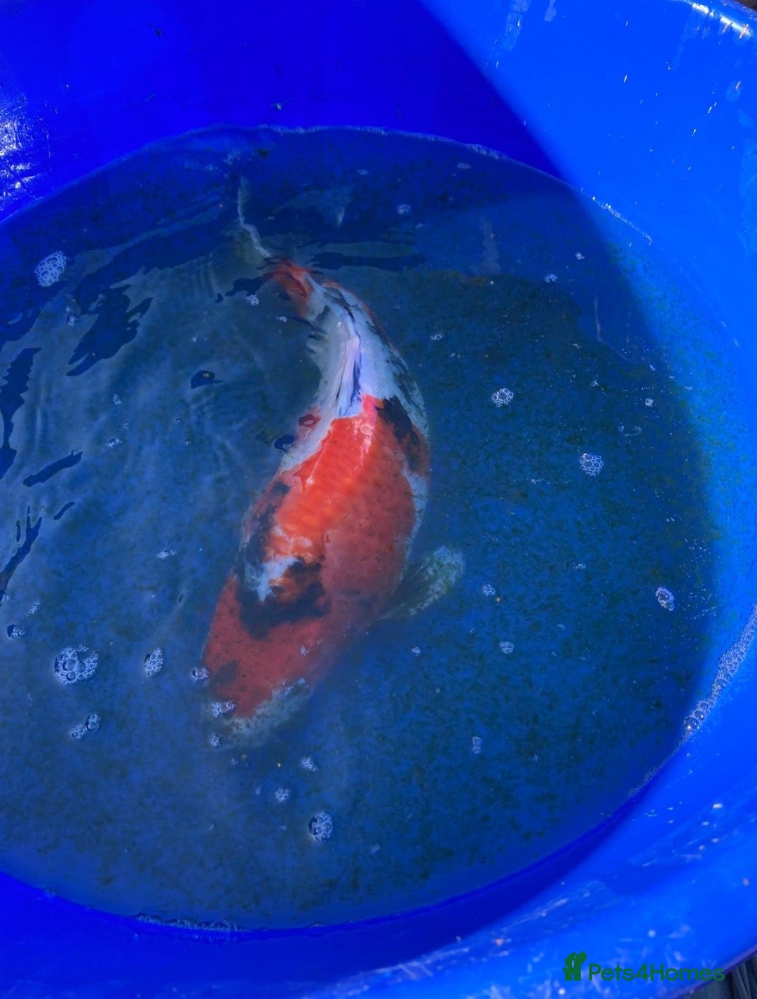 Koi Carp fish for sale: Koi fish - Image 5