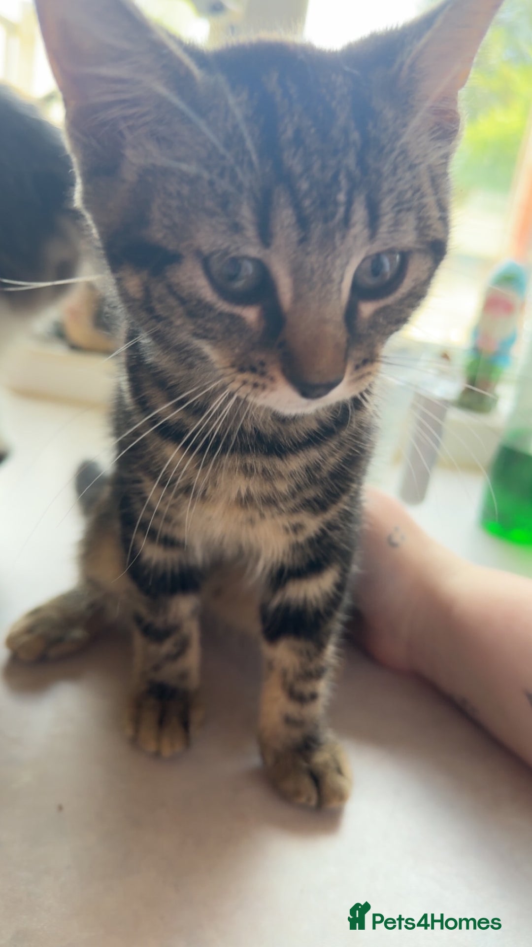 Mixed Breed cats for sale: 2 female kittens - Image 10