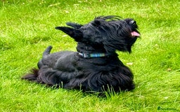 Scottish Terrier dogs for sale: Purebred, Home-raised Scottish Terrier Puppies - Image 1
