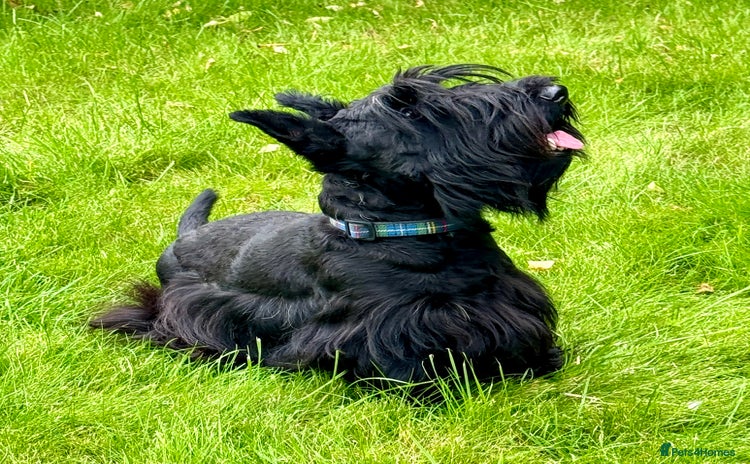 Scottish Terrier dogs - Advert 1