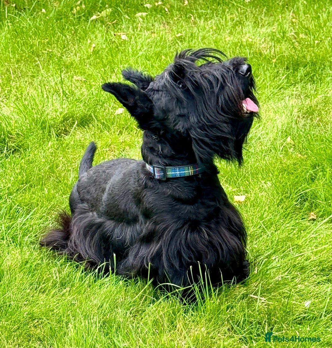 Scottish Terrier dogs for sale: Purebred, Home-raised Scottish Terrier Puppies - Image 1