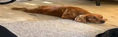 Cocker Spaniel 1