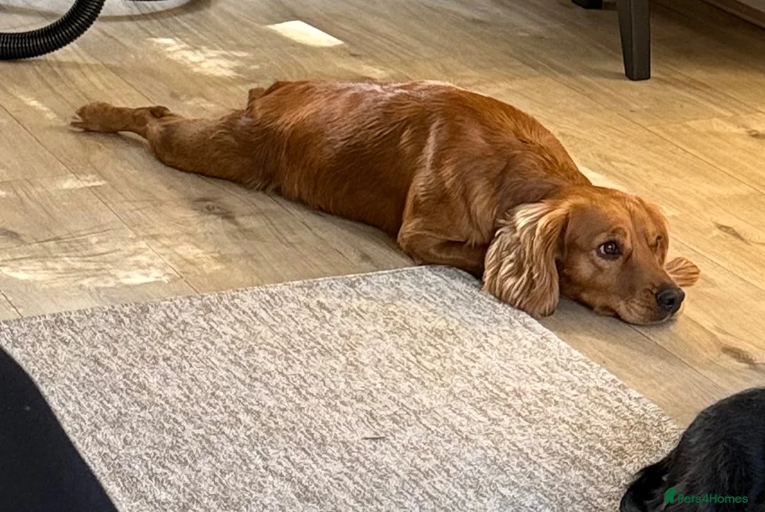Cocker Spaniel dogs for sale: Teddy  - Advert 1