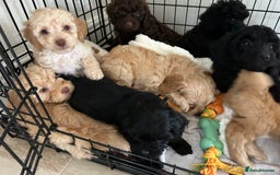 Cockapoo dogs for sale:  Cockapoo puppies  - Image 36