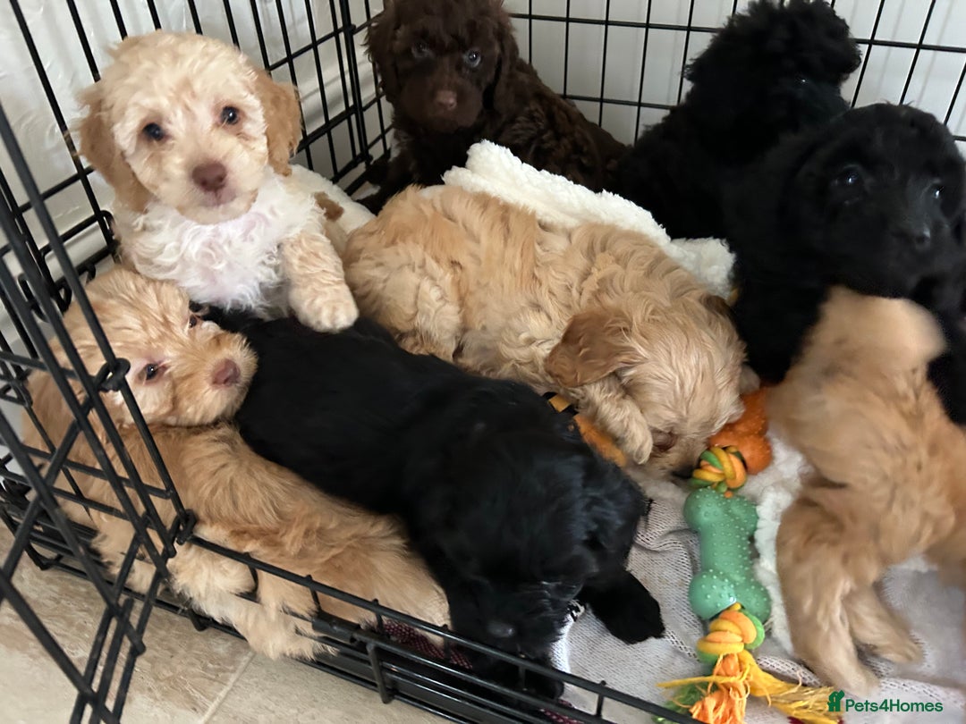 Cockapoo dogs for sale:  Cockapoo puppies  - Image 36