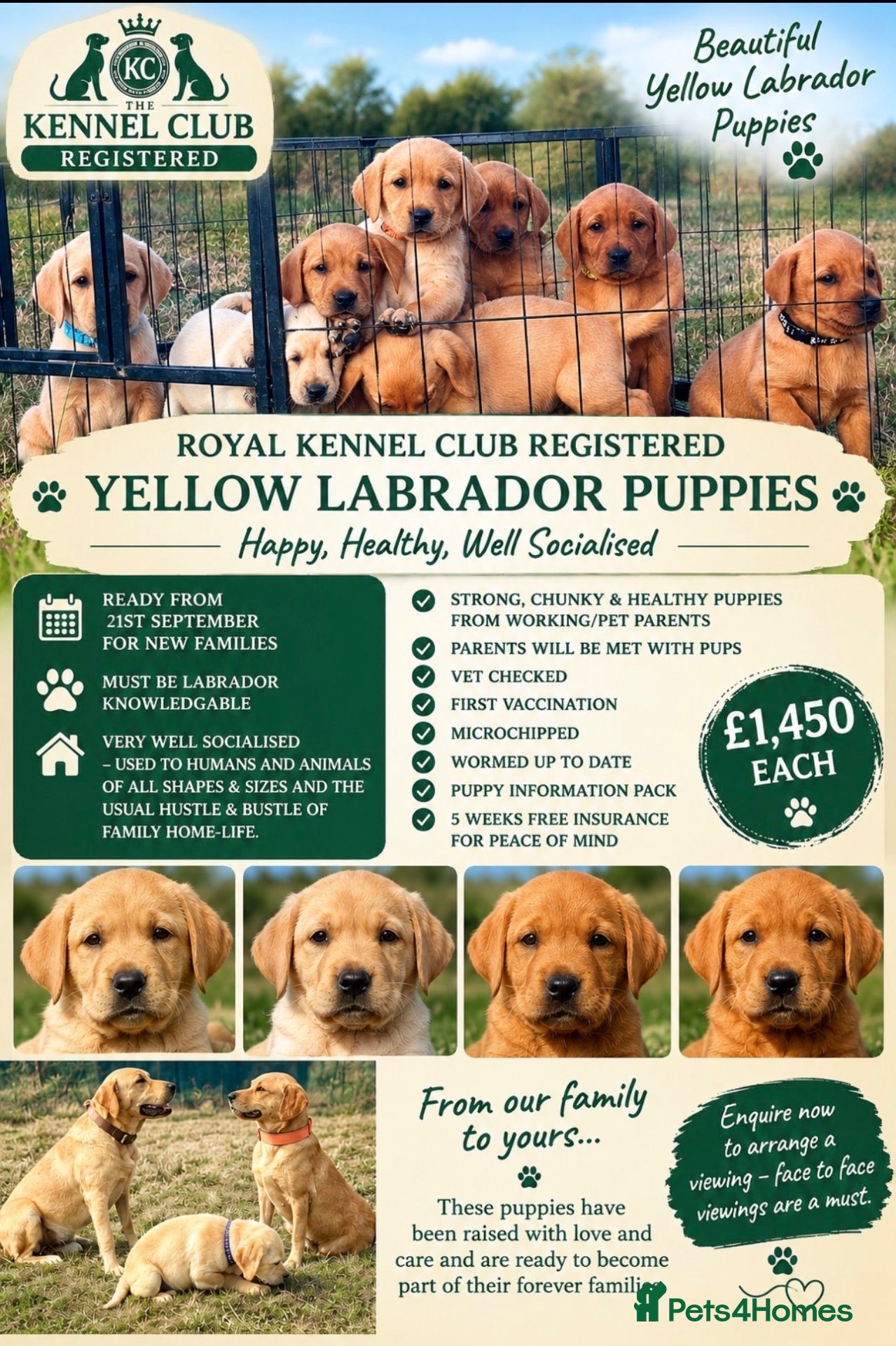 Labrador Retriever dogs RKC REG’D FOX RED, GOLDEN YELLOW CHUNKY LAB PUPS - Advert 1