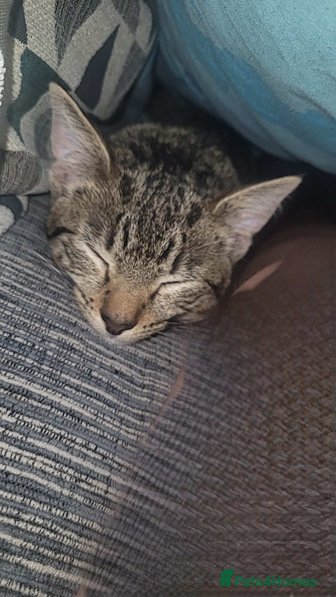 Mixed Breed cats for sale: Playfull kitten - Advert 6