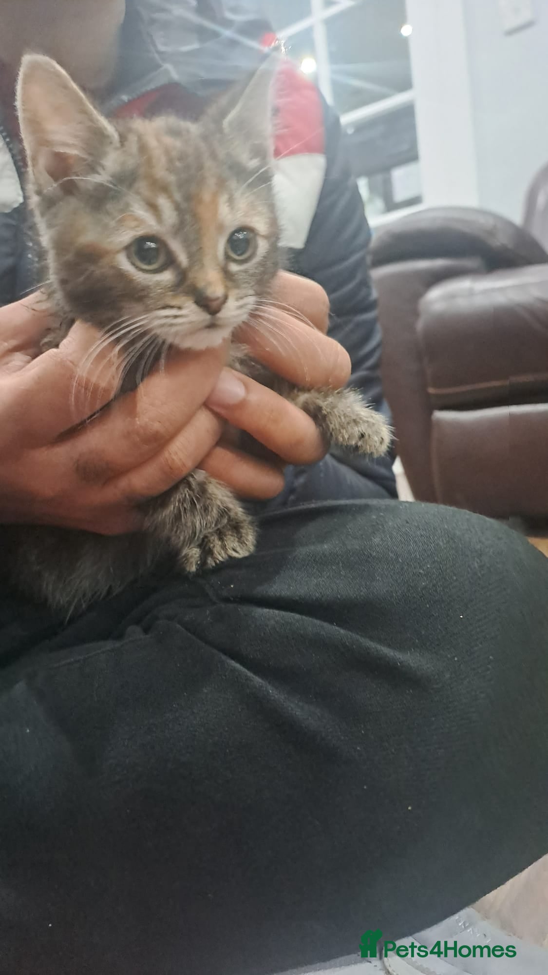 American Shorthair cats Female shorthair 3 months old - Advert 1