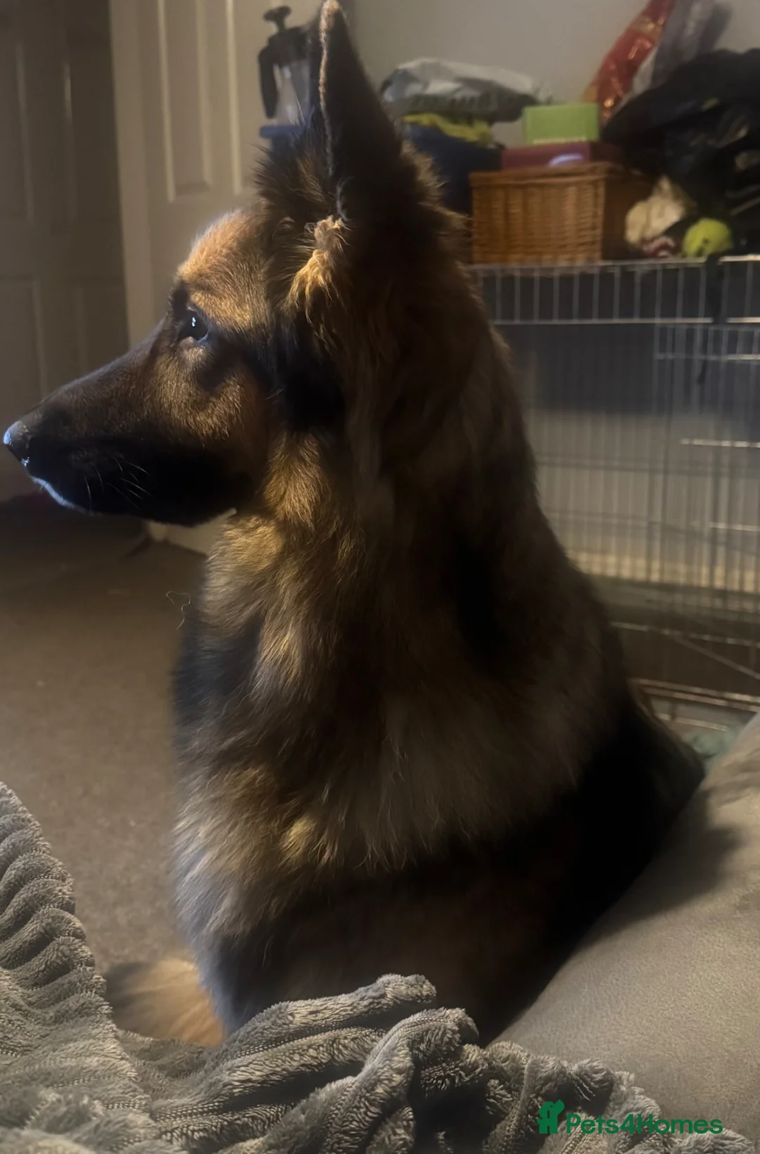 German Shepherd dogs for sale: Beautiful KC registered  German shepherd girl  - Advert 2