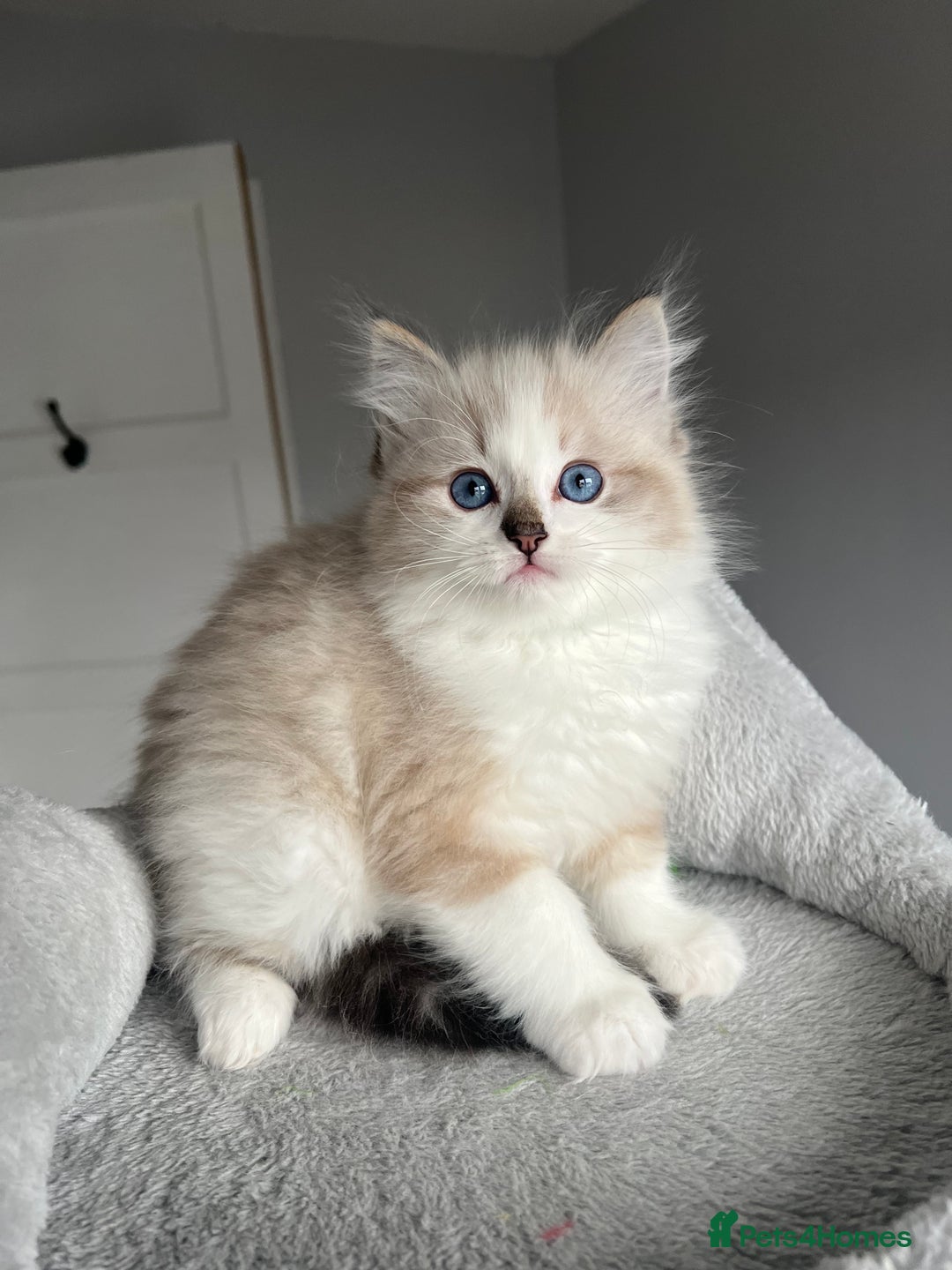 Ragdoll cats for sale: Registered Ragdolls kittens for sale LAST BOY - Advert 3