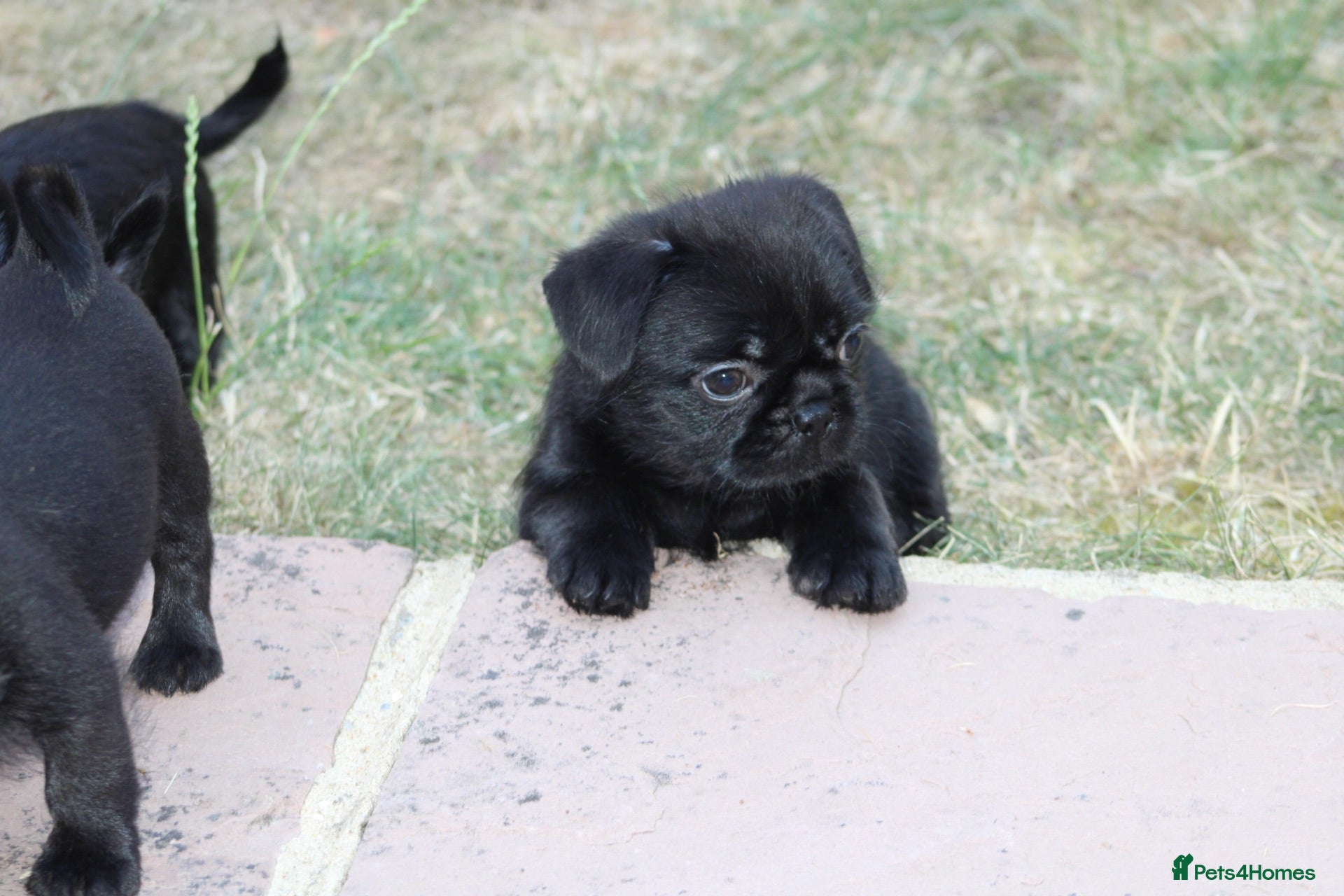 Mixed Breed dogs French bulldog Shih Tzu  - Advert 1